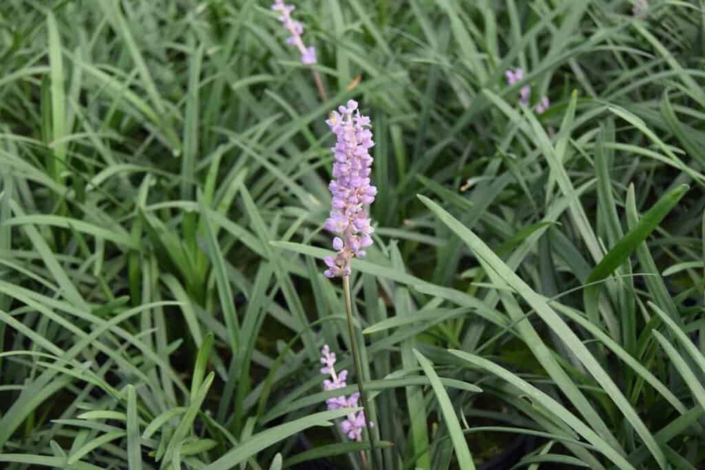 Liriope muscari 'Big Blue' ---